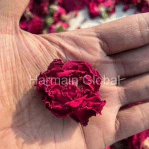 Dry Red Rose Flower