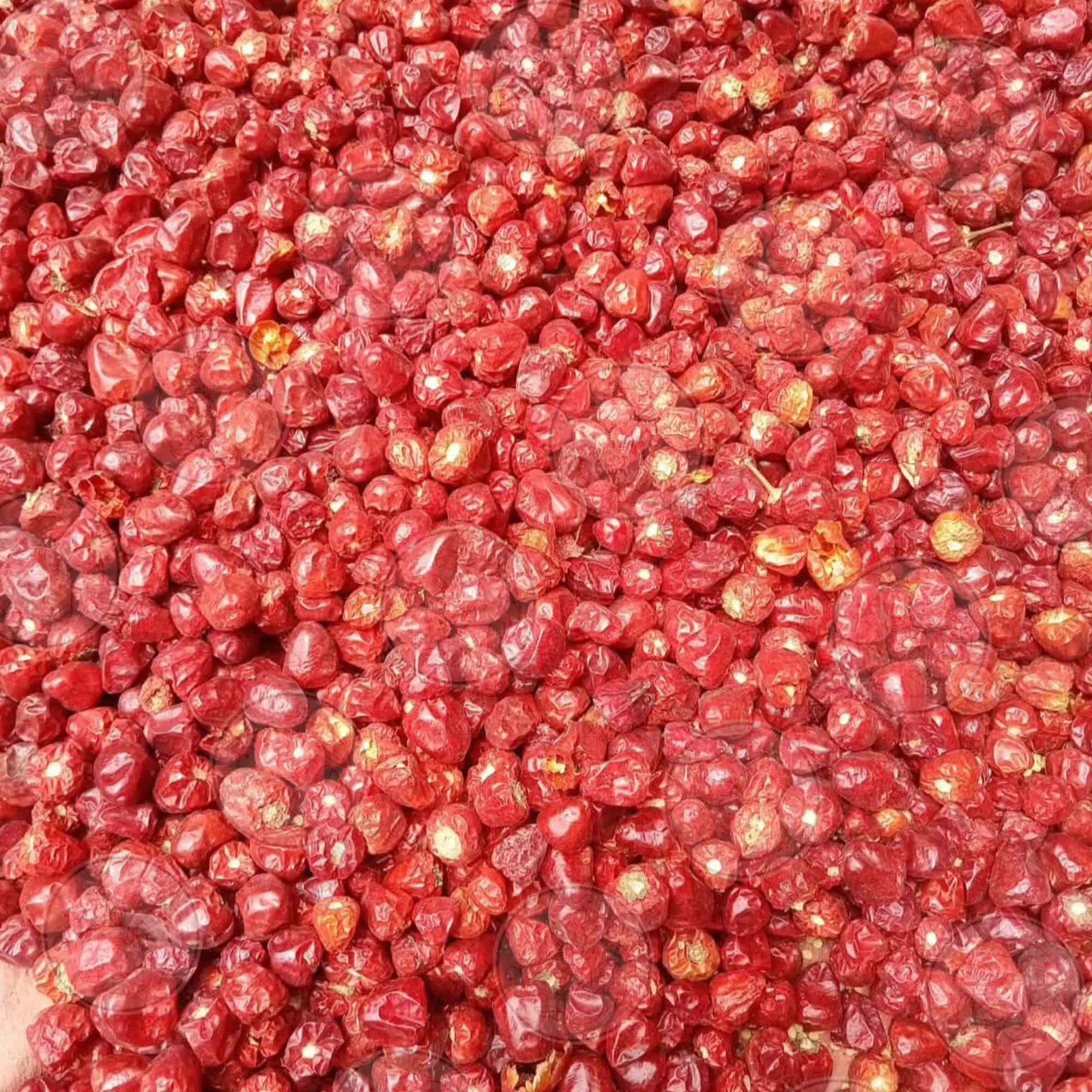 Whole Dried Red Round Chilli