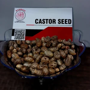 Natural, Premium Castor Seeds