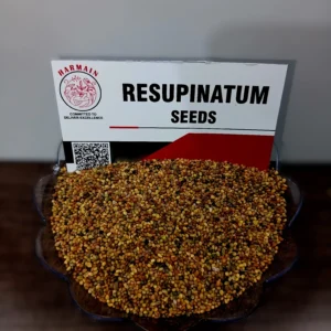 Trifolium resupinatum clover seeds for export supplied by Harmain Global