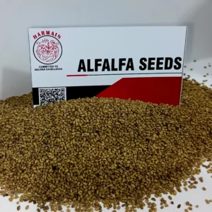 Alfalfa Seeds Exporter | Medicago Sativa | Pure & Natural