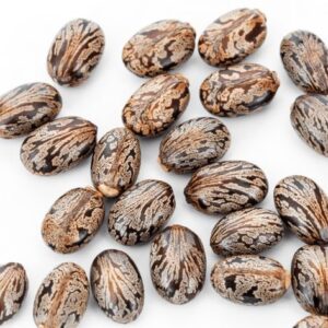 Castor Seed