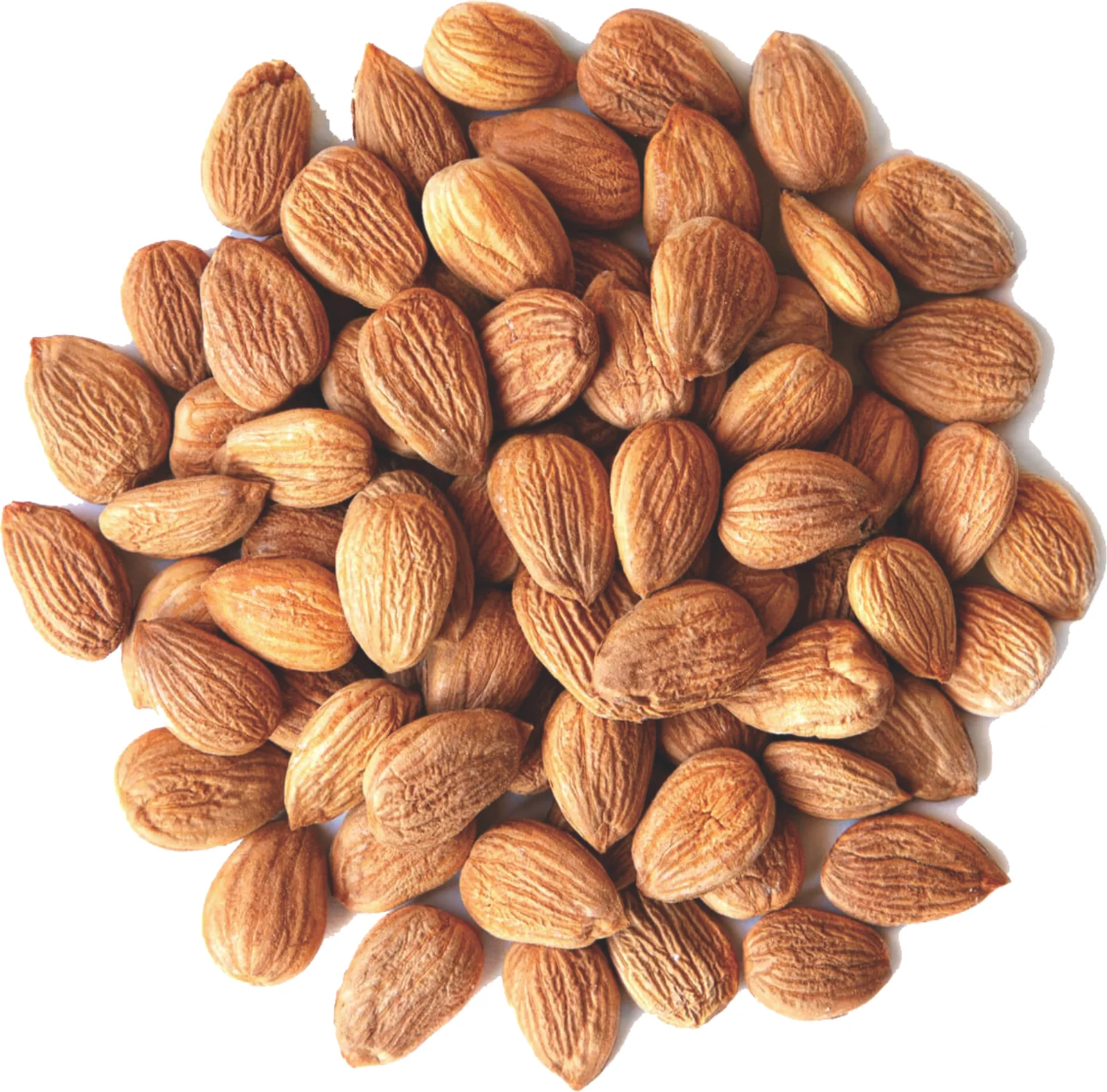 Dry Organic Apricot kernel premium quality