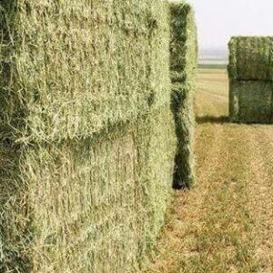 Rhodes Grass