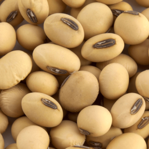 Soybean Seed