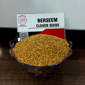 "Premium Berseem Clover Seeds - Trifolium Alexandrinum certified seeds for livestock forage and soil improvement"