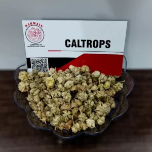 Natural Caltrops For Export