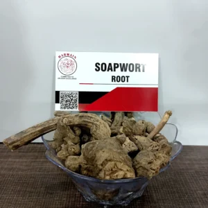 soapwort root exporter