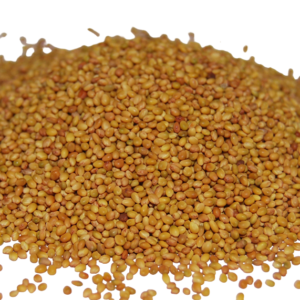 Berseem Clover Seed (Trifolium Alexandrinum)