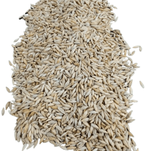 Barley