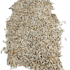Barley