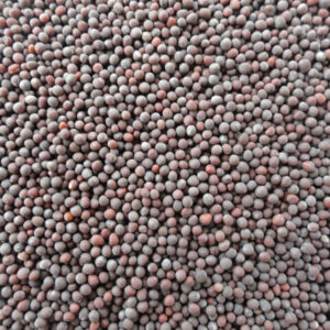 Black Mustard Seed