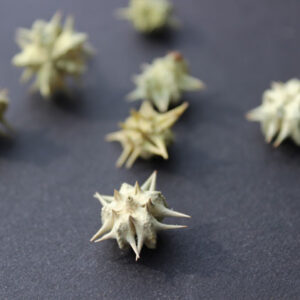 Caltrop