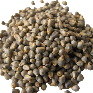 Green Millet