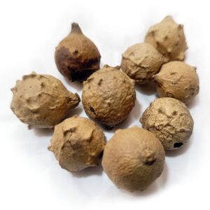 Oaks Galls /Gall Nuts