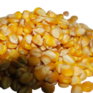 Yellow Maize