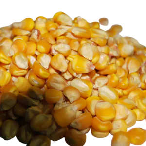 YELLOW- MAIZE