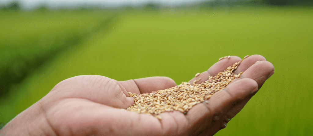 Sesame Seeds In Hand