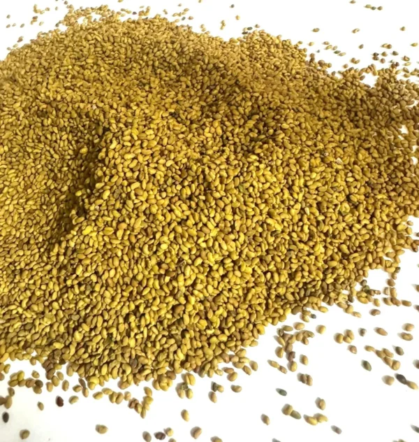 Alfalfa Seeds Exporter