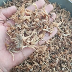 Marsh Orchid exporter
