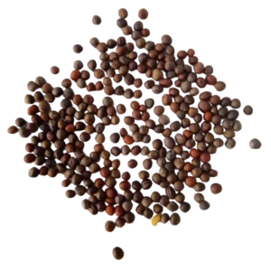 Premium broccoli seeds in bulk export packaging – Harmain Global