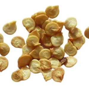 Premium Capsicum seeds for bulk export from trusted Pakistan seed exporter Harmain Global with high germination guarantee