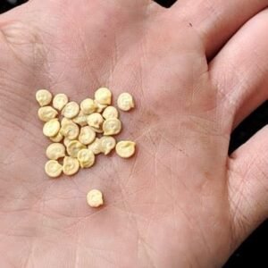 Premium tomato seeds for bulk export with 92% germination from certified Pakistan tomato seeds exporter Harmain Global