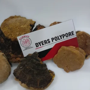 Premium Dyer's Polypore mushroom from Pakistan showing rich golden-brown fruiting bodies for natural dyeing from Harmain Global exporter