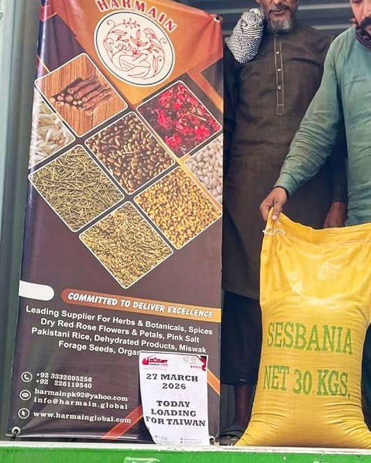 Sesbania Seeds