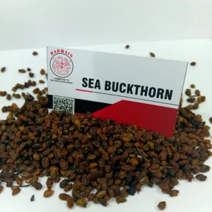 Sea Buckthorn