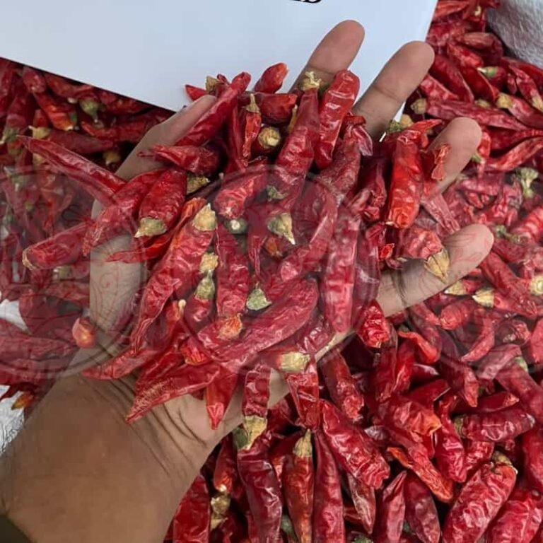Dried Red Chilli Kunri Hybrid In Hands