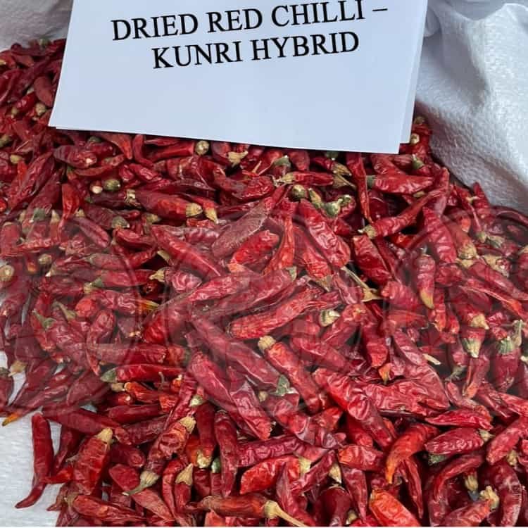 Dried Red Chilli Kunri Hybrid